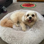 Un Cavachon allongé dans un panier et ayant la gueule légèrement ouverte