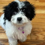 Un Cavachon assis sur un plancher et portant un collier autour du cou