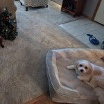 Un Cavachon allongé dans un panier et regardant vers la caméra 