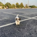 Un Cavachon sur une surface bitumée et regardant vers la caméra 