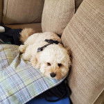 Un Cavachon allongé sur un canapé et portant un harnais 