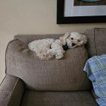 Un Cavachon allongé sur un canapé et portant un harnais 