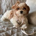 Un Cavachon allongé sur un canapé et qui est tenu en laisse 