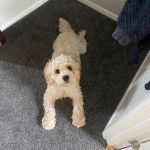 Un Cavachon allongé sur une moquette et regardant la caméra 