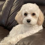 Un Cavachon assis sur un canapé et regardant vers la caméra 