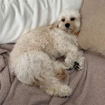 Un Cavachon allongé sur un lit et regardant vers la caméra 