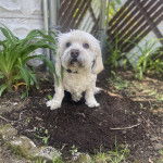 Un Cavachon assis sur une surface sableuse et portant un collier autour du cou