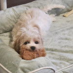 Un Cavachon allongé dans un panier et regardant vers la caméra 