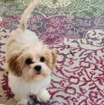 Un Cavachon sur un tapis 