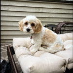 Un Cavachon assis sur un canapé regardant vers la caméra et portant un collier autour du cou 