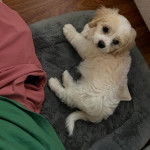 Un Cavachon allongé dans un panier et semblant détendu