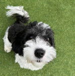 Un Cavachon sur un terrain herbeux 