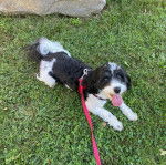 Un Cavachon allongé sur un terrain herbeux tirant la langue et qui est tenu en laisse 