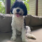 Un Cavachon assis sur un canapé et tirant la langue 