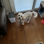 Un Cavachon sur un plancher et regardant vers la caméra 
