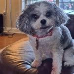 Un Cavachon regardant vers la caméra et portant un collier autour du cou