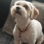 Un Cavachon assis sur un canapé et portant un collier autour du cou