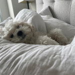 Un Cavachon allongé sur un lit et semblant détendu