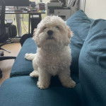 Un Cavachon assis sur un canapé 