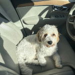 Un Cavachon allongé sur le siège d'une voiture et regardant vers la caméra 