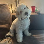 Un Cavachon assis sur un canapé et portant un collier autour du cou