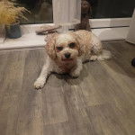 Un Cavachon allongé sur un plancher et regardant vers la caméra 