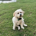 Un Cavachon assis sur un terrain herbeux et portant un collier autour du cou