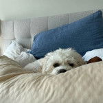 Un Cavachon allongé sur un lit et regardant vers la caméra 