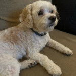 Un Cavachon allongé sur un canapé et portant un collier autour du cou