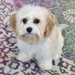 Un Cavachon assis sur un tapis et regardant vers la caméra 