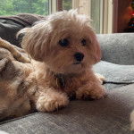 Un Cavachon sur un canapé et portant un collier autour du cou