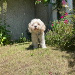 Un Cavachon sur un terrain herbeux et qui est tenu en laisse 