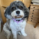 Un Cavachon assis sur une moquette et portant un collier autour du cou
