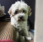 Un Cavachon assis sur une marche d'escalier et regardant vers la caméra 