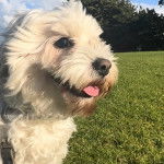 Un Cavachon tirant la langue 