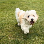 Un Cavachon marchant sur un terrain herbeux