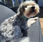 Un Cavachon allongé sur un canapé et portant un collier autour du cou