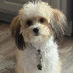Un Cavachon assis sur un plancher et portant un collier autour du cou