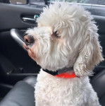 Un Cavachon assis sur le siège d'une voiture et portant un collier autour du cou 