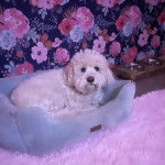 Un Cavachon allongé dans un panier et regardant vers la caméra 