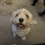 Un Cavachon assis sur une moquette et ayant la gueule légèrement ouverte 