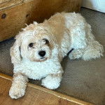 Un Cavachon allongé sur une moquette et semblant détendu 