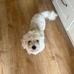 Un Cavachon assis sur un plancher et regardant vers la caméra