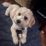 Un Cavachon allongé sur un tapis et portant un collier autour du cou