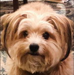 Un Cavachon sur un tapis 