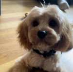 Un Cavachon allongé sur un plancher et portant un collier autour du cou