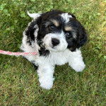 Un Cavachon assis sur un terrain herbeux et qui est tenu en laisse 
