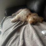 Un Cavachon allongé sur un canapé et semblant dormir 