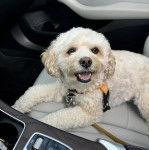 Un Cavachon allongé sur le siège d'une voiture et qui est tenu en laisse 