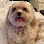 Un Cavachon tirant la langue et portant un collier autour du cou